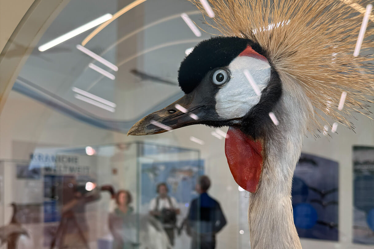 Kranich-Präparat in einer Vitrine der KRANICHWELTEN vor dem Ausstellungsbereich „Kraniche weltweit“